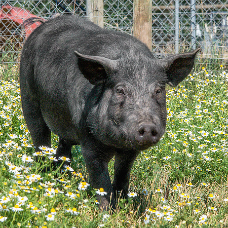 Rescued Pig