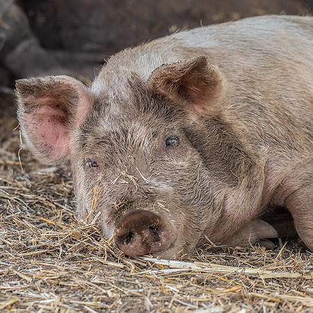 Rescued Pig