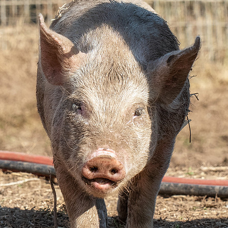 Rescued Pig