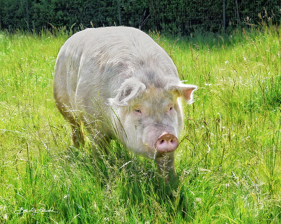 A Beautiful Day for Skipper at Out to Pasture Sanctuary