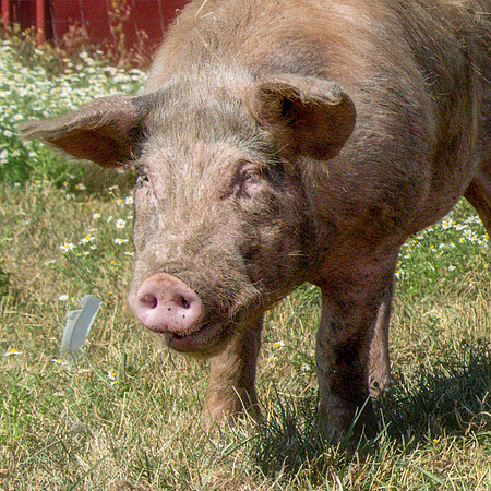 Rescued Pig
