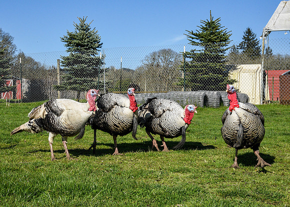 Turkeys at Lighthouse Farm Sanctuary