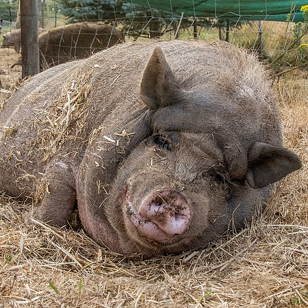 Rescued Pig