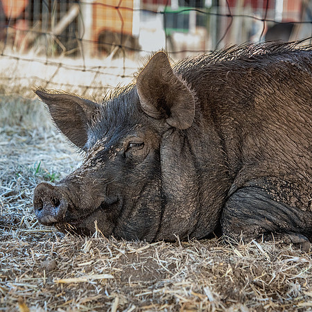 Rescued Pig