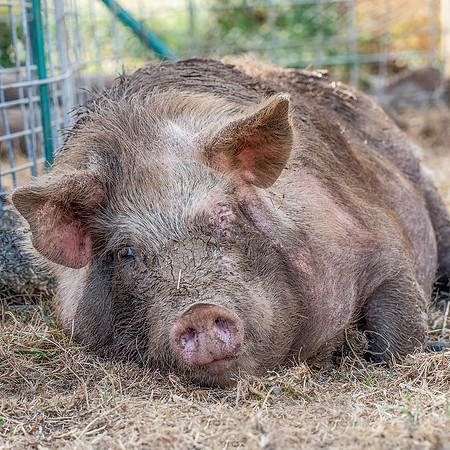 Rescued Pig