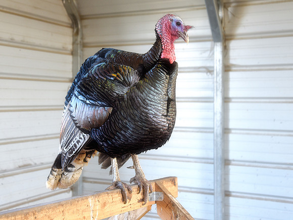 Turkeys at Lighthouse Farm Sanctuary