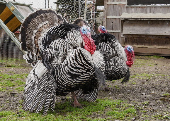 Turkeys at Lighthouse Farm Sanctuary