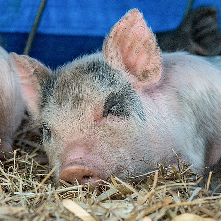 Rescued Pig