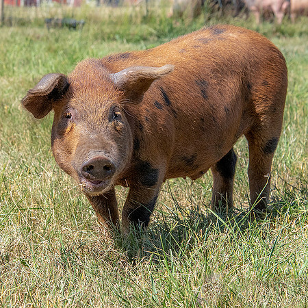 Rescued Pig