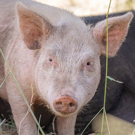 Rescued Pig