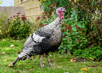 Turkeys at Lighthouse Farm Sanctuary