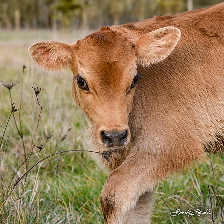 Italo – Calf