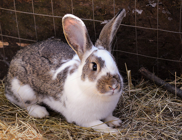 Bunny Rabbit