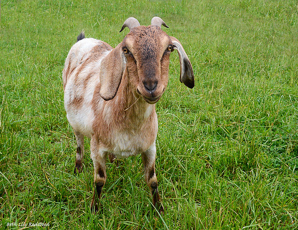 Goats and Sheep