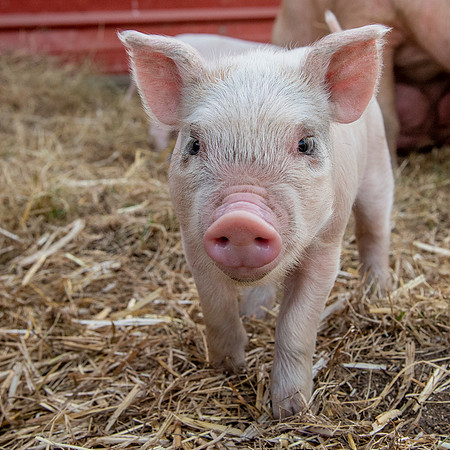 Rescued Pig
