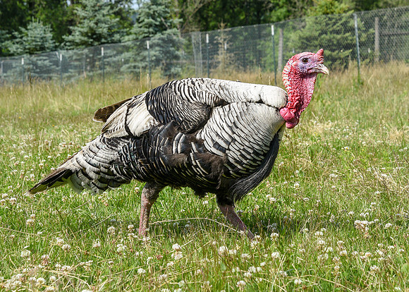 Turkeys at Lighthouse Farm Sanctuary