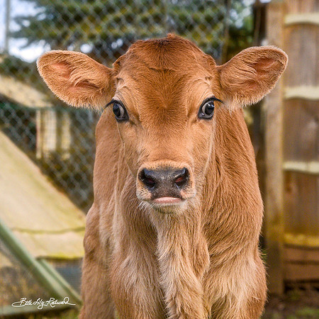 Italo – Calf