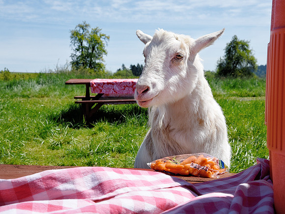 Doodle having lunch