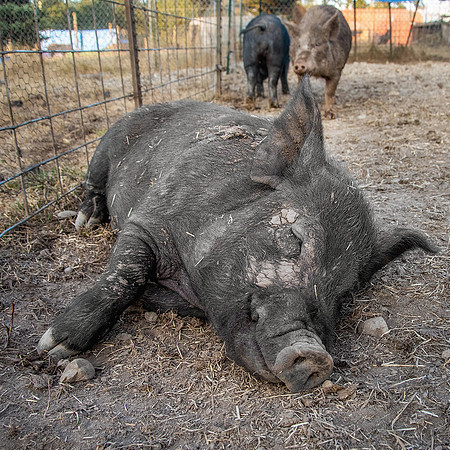 Rescued Pig