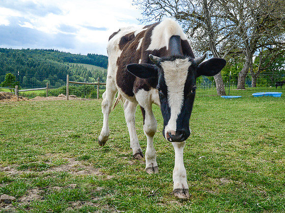 Cow Living in Sanctuary