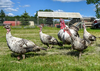 Turkeys at Lighthouse Farm Sanctuary