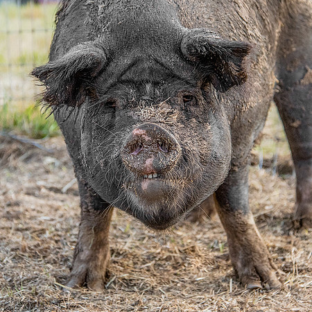Rescued Pig