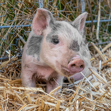Rescued Pig