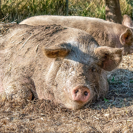 Rescued Pig