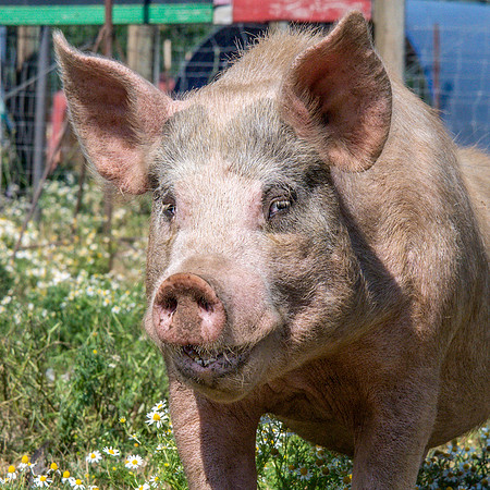 Rescued Pig