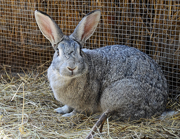 Bunny Rabbit