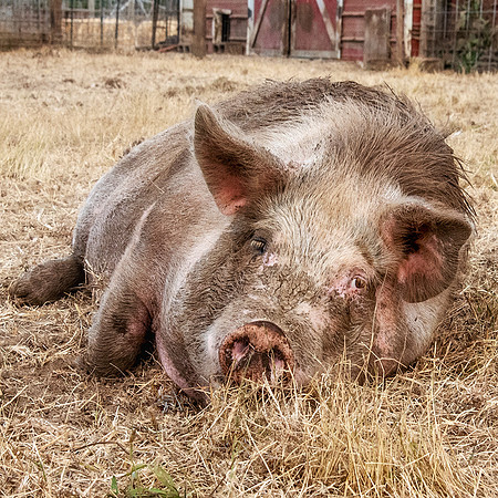 Rescued Pig