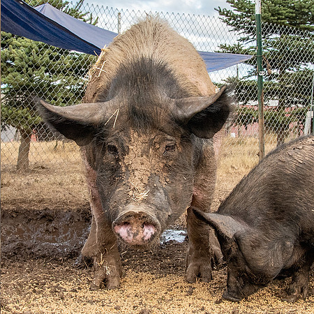 Rescued Pig