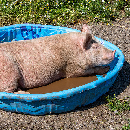 Rescued Pig
