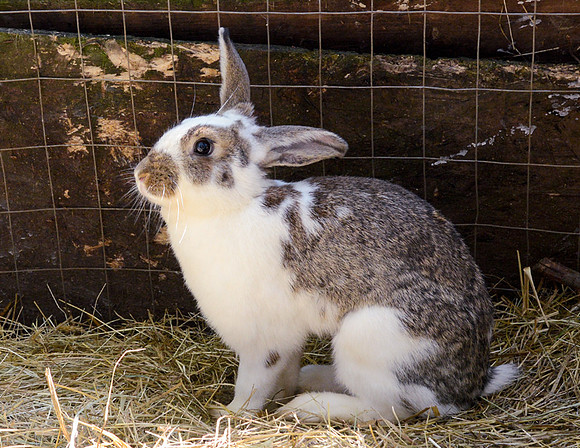 Bunny Rabbit