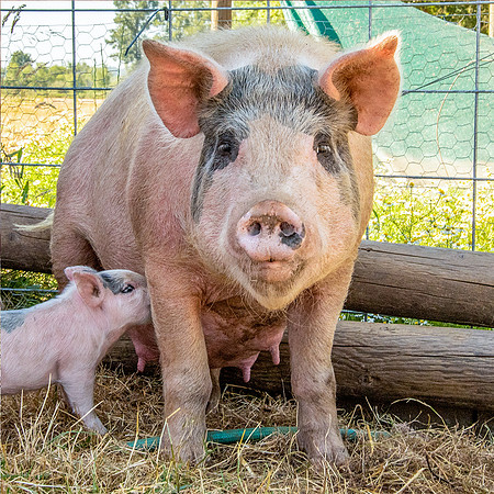 Rescued Pig