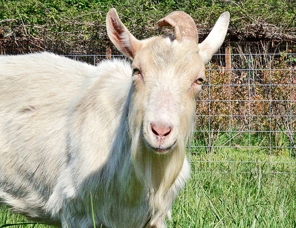Goats and Sheep