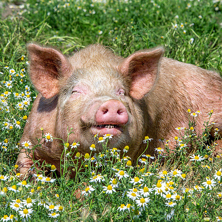 Rescued Pig