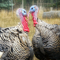 Turkeys at Lighthouse Farm Sanctuary