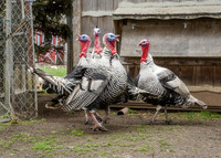 Turkeys at Lighthouse Farm Sanctuary