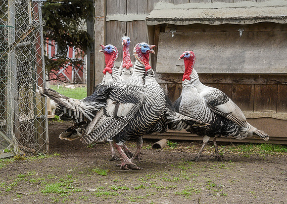 Turkeys at Lighthouse Farm Sanctuary