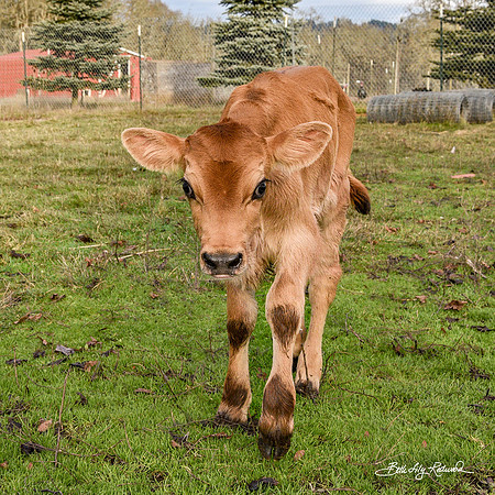 Italo – Calf