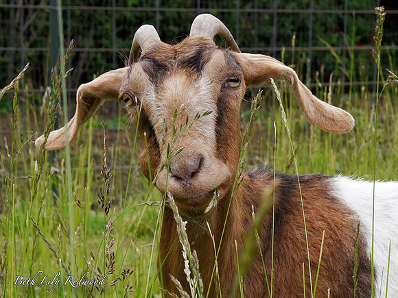 Goats and Sheep