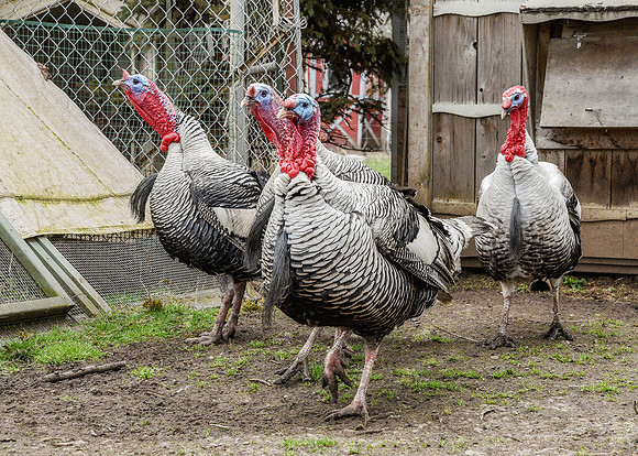 Turkeys at Lighthouse Farm Sanctuary