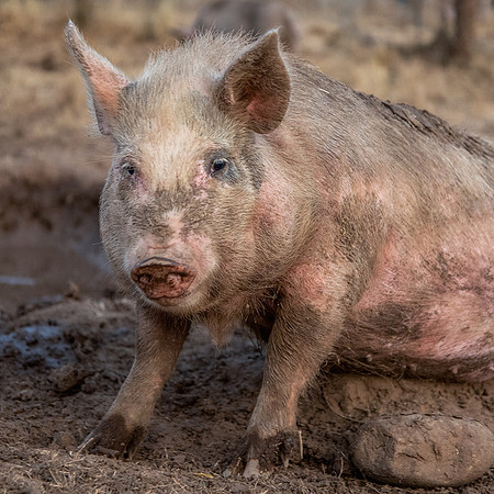 Rescued Pig