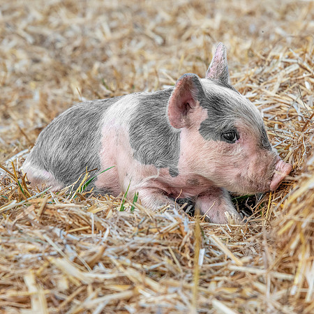 Rescued Pig