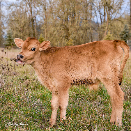 Italo – Calf